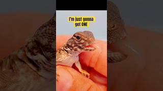 UROMASTYX BABIES Uromastyx flavifasciata orange banded reptiles uromastyx [upl. by Emogene996]