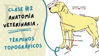 TERMINOS TOPOGRÁFICOS  ANATOMÍA VETERINARIA  CLASE  2 [upl. by Ahsietal]