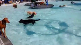 Pooch Pool Party [upl. by Solegnave]