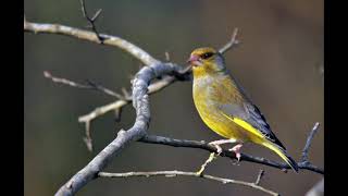 GREENFINCH SINGING HD AUDIO [upl. by Will]