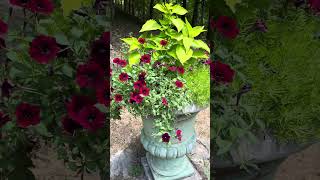 My favorite plant container this season garden containergardening provenwinners coleus [upl. by Elbon18]