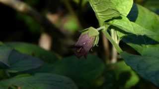 Deadly nightshade Atropa belladonna 1to1 [upl. by Ike316]