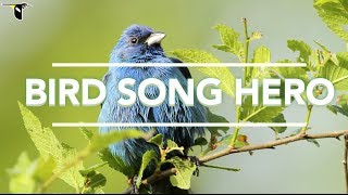 Bird Song Hero The song learning game for everyone [upl. by Ansaev167]