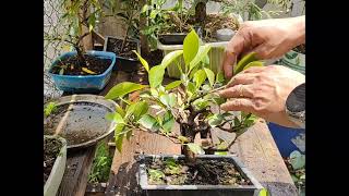 Ficus  Bignonia y Granada  dandole forma y podando [upl. by Tara]