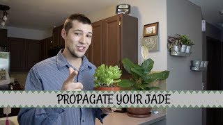 Different ways to Propagate Jade Plants [upl. by Francklin11]