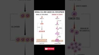 Normal Cell vs Cancer Understanding the Development of Cancer Cells [upl. by Lidstone]