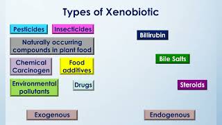 Metabolism of Xenobiotics  2nd Year MBBS  Lecture 01 [upl. by Lydia200]