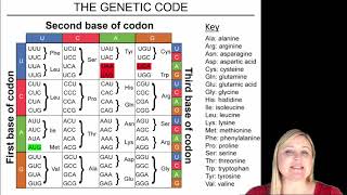 Transcription and Translation Practice Problems [upl. by Esil]