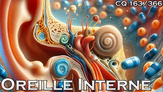 Anatomie de loreille interne  CQ163 [upl. by Saimerej]