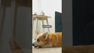 Discover the Adorable World of Corgis 🐶 CorgiLove DogsofTikTok FurryFriends [upl. by Htnicayh]