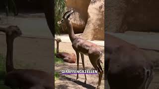 Gerenuk 🦒 Der GiraffenGazellenHybrid gerenuk gazelle giraffe wildtiere süßeTiere antilope [upl. by Nahrut717]