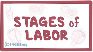 Stages of labor  physiology [upl. by Farmer832]