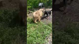 ROTTWEILER fighting RAM  4 July 2024  Farm life in Romania [upl. by Hedve]