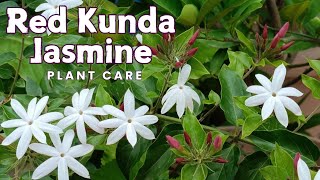 Red Kund Jasmine  Jasminum Elongatum [upl. by Wenger911]