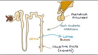 Understanding Hyponatraemia [upl. by Kennedy]