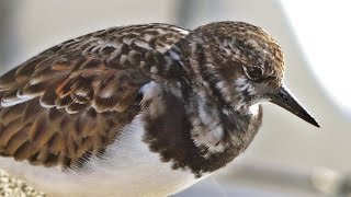 Turnstone Birds at Padstow [upl. by Pearle]