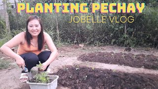 Planting Pechay [upl. by Arikal]