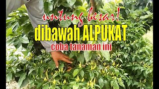 Bisa Kaya di bawah Alpukat ditanami ini [upl. by Ecyal]