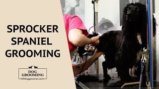 Spaniel Grooming Sprocker pet clip  K9 Dog Groomers UK [upl. by Giselbert]