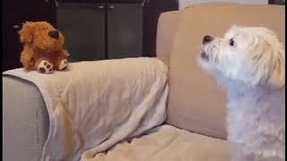 Dog has priceless conversation with mimicking toy dog [upl. by Seow924]