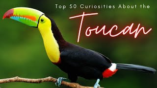 Top 50 Curiosities About the Toucan [upl. by Nolita]