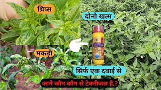 How to control thrips and mites in Chilli with single pesticide Aasankheti thrips mites leafcurl [upl. by Notnarb747]