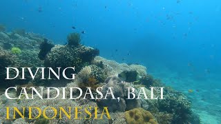 Diving Candidasa Bali [upl. by Allesig]