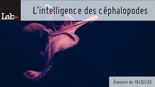 L’intelligence des céphalopodes [upl. by Amej]