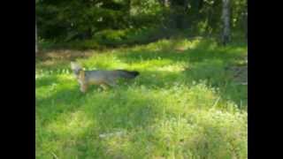 Grey Fox Barking to Protect Cubs under Barn [upl. by Tesil]