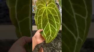 The spectacular Anthurium crystallinum plants anthurium indoorplants [upl. by Eelynnhoj]