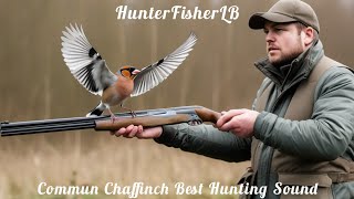 أفضل صوت لصيد الصلنجحسون ظالمدمج صوتين Best Hunting Sound Of Chaffinch chaffinch nature birds [upl. by Ireland]