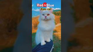 two colors eyes cat cat cateye different shorts shortvideo subscribe [upl. by Hassi]