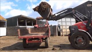 cleaning out the cattle shedPart 1 [upl. by Kcirrej]