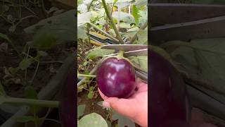 Harvesting Organic Brinjals from Our Rooftop Garden – Fresh and ChemicalFree organic bringle [upl. by Eugenie]