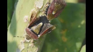 Bessenschildwants Dolycoris baccarum paring [upl. by Dieterich38]