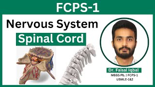 FCPS1  Nervous System Spinal Cord Anatomy of Spinal Tracks Blood Supply Brown Sequard Syndrome [upl. by Abrams679]