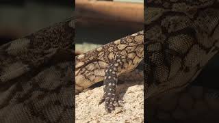 Australias Largest Lizard the Perentie shorts australia herping ytshorts lizard [upl. by Andersen]