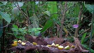 New Cam Species Bayheaded Tanager – March 1 2020 [upl. by Koren]