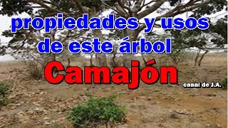 Camajon usos y propiedades de este árbol [upl. by Sibby]