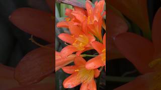 Top Clivia Expert Shares 4 Main Species You Need to Know [upl. by Alpert]