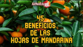 45 Beneficios de las Hojas de Mandarina [upl. by Helprin]