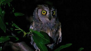 Scops Owl  Sounds  Zwergohreule  Chant du PetitDuc Scops  Ćuk  noćni pjevač  ヨーロッパコノハズク [upl. by Parish459]