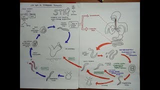 strongyloides stercoralis [upl. by Odin]