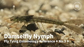 Damselfly Larvae  Nymphs  Naiads ◉ Fly Tying Entomology Reference ◉ No3 ◉ Calopteryx ◉ 4K [upl. by Oir]