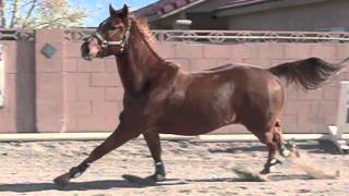 Horse galloping in slow motion [upl. by Anaet]