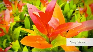 Photinia Red Robin Information and Advice [upl. by Kehr767]