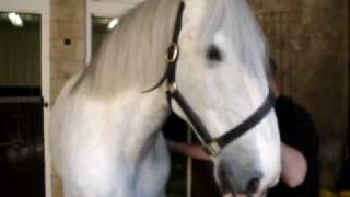 Samuel Smith dapplegrey shire horses [upl. by Nonna301]