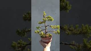 Picea glauca Conica tree in pot [upl. by Roderich]