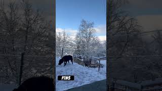 Don clean the yard 212 music love fypシ tiktok viral america deutschland dog [upl. by Mather805]