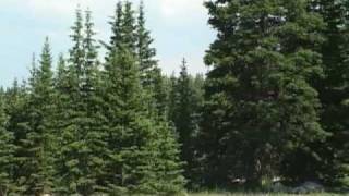 The Subalpine Forests of Wyoming [upl. by Mohun]